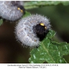 carcharodea alceae larva5 1